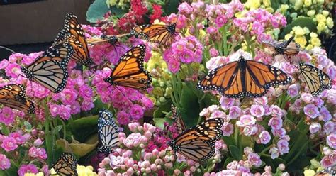 The key is to provide shelter and nutrition during all of the butterfly's life stages: Kathy's Gardening Guide: Butterfly Gardens | The Ponte ...