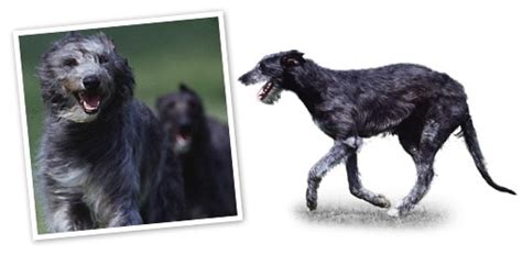 deerhound dog breed profile  dog