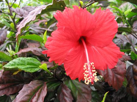 What Type Of Hibiscus Is This Rwhatsthisplant