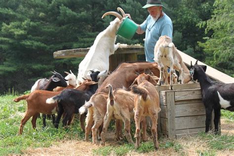 Raising Goats For Profit Complete Beginners Guide To Meat Goats And Dairy Goats
