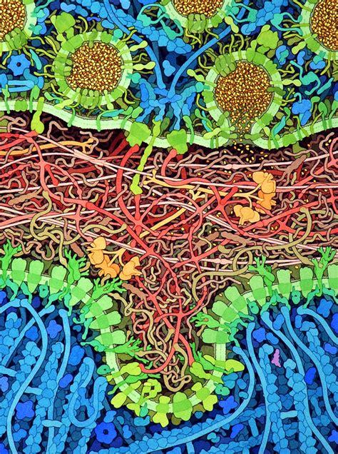David S Goodsell The Machinery Of Life — Dop