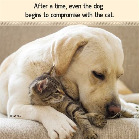 A Quote About Cats And Dogs