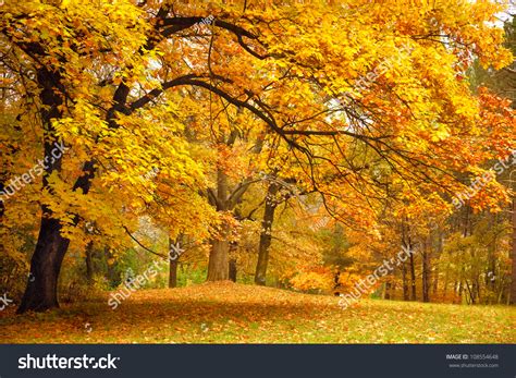Collection Beautiful Colorful Autumn Leaves Green Stock