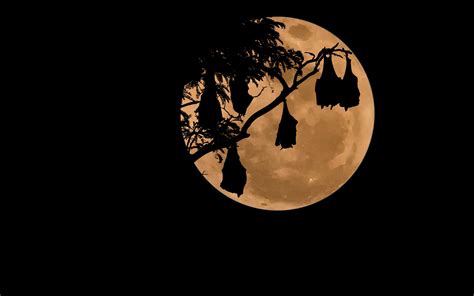 1920x1080 Resolution Silhouette Of Tree At Full Moon Hd Wallpaper