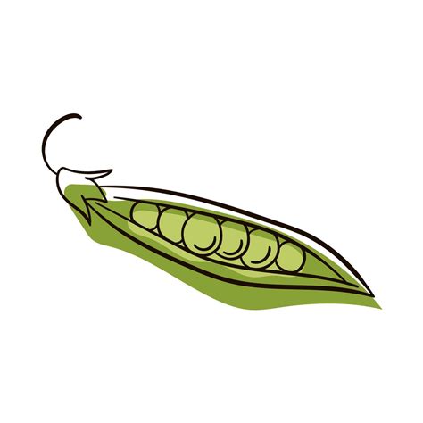 Peas Line Drawing Flat Illustration Of Peas Vector Isolated On White