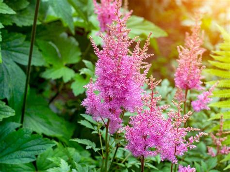 Potted Astilbe Plants How To Grow Astilbe In Containers
