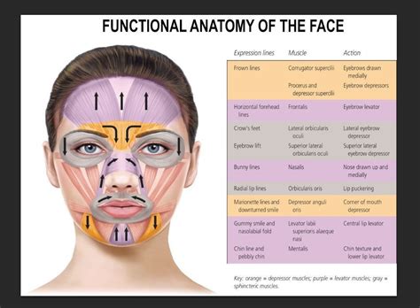 Functional Anatomy Of The Face Facial Mimetic Muscles Poster Etsy Uk