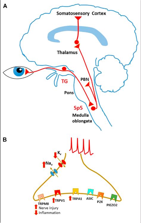 Figure 1 From Mechanisms Of Peripheral And Central Pain Sensitization