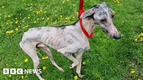 Dog Recovering In County Durham After Being Dumped Like Rubbish