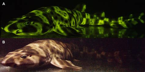 Glow In The Dark Sharks How Catsharks Use Biofluorescence To