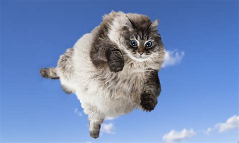 Flying with your cat under the seat in front of you is not ideal, especially for longer flights, he says. When You Show Your Players a Flying Cat… | Gnome Stew