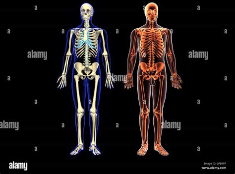Ilustración 3d De La Anatomía Del Esqueleto Del Cuerpo Humano Fotografía De Stock Alamy