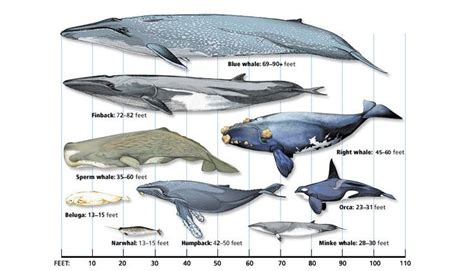 The females are slightly larger than males, as with all baleen. You know, stuff: Whales and Fog