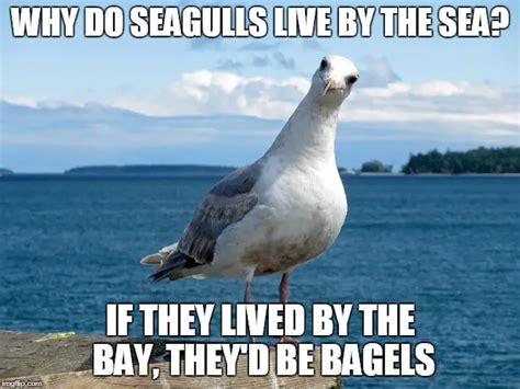 Seagull Puns
