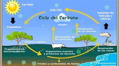 Ciclo De Carbono By Ailin Alarcon