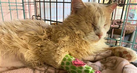 An Injured Cat Steals Our Veterinarians Heart Humane Society Of Utah