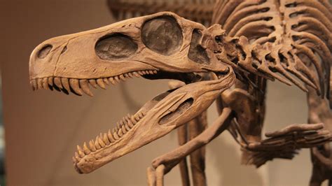 Dinosaur stickers, dinosaur birthday party, dino dig, dinosaur eggs, fossils, dinosaur excavation, labels, dinosaur bones, party favors. Dinosaur | fossil reptile | Britannica.com