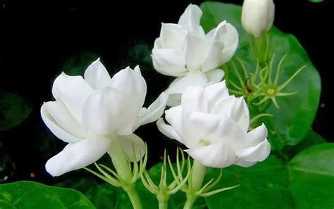 Sampaguita Flower Meaning Symbolism And Colors
