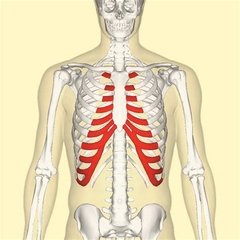 Costochondritis Causes Symptoms Diagnosis And Treatment