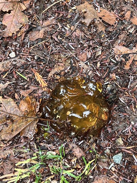 What Is This Jelly Like Substance Found On The Ground In Vancouver Bc