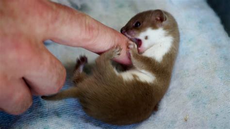 Baby Weasel Playtime Weasels Feisty And Fearless Bbc Earth Youtube