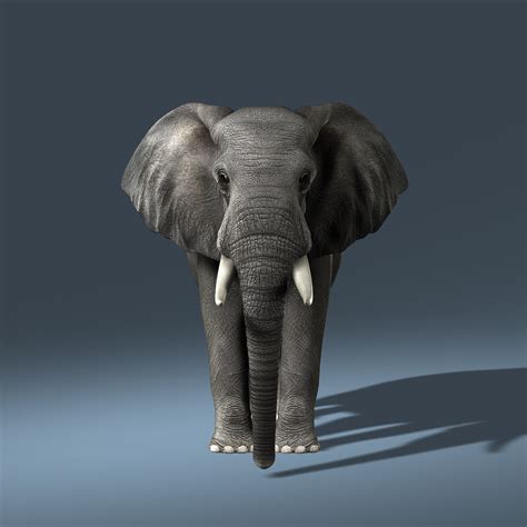 3d Photorealistic African Elephant Rigged Model