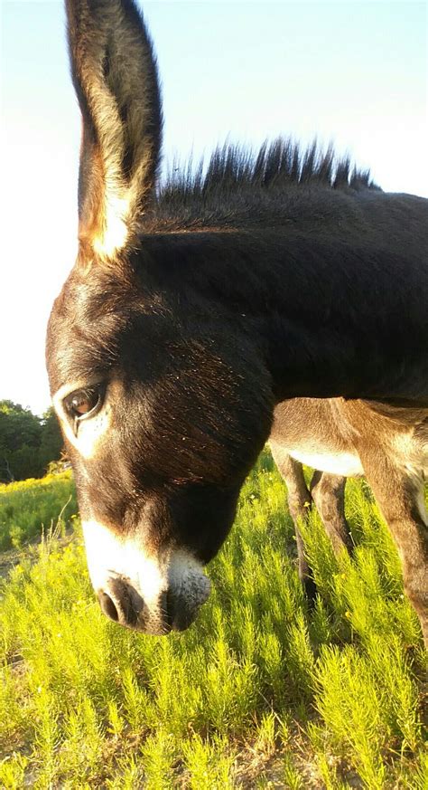 My girl, Jenny. | Miniature donkey, Animals, My girl