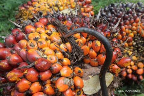 Uang koin seribu rupiah kelapa sawit tahun lengkap. Indonesia to collect up to US$ 50 per tonne palm oil ...
