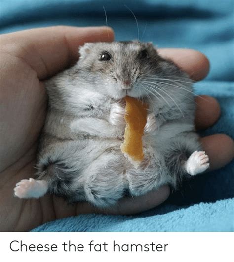 Cheese The Fat Hamster Hamster Meme On Meme