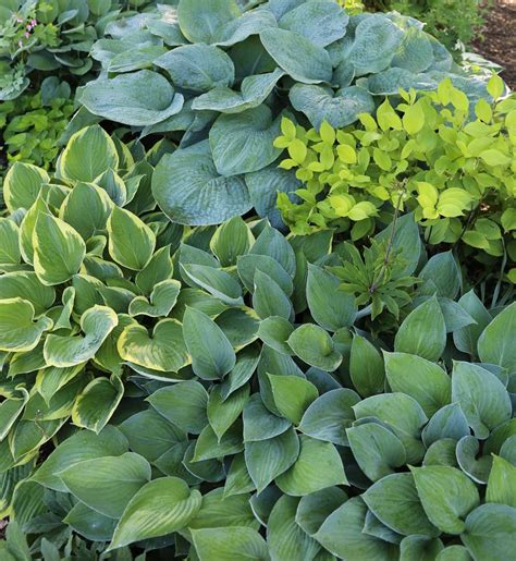 12 Best Companion Plants For Hostas Longfield Gardens In 2020 Shade
