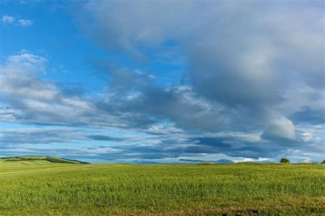 Premium Photo Green Fields With Wheat On Blue Sky Background