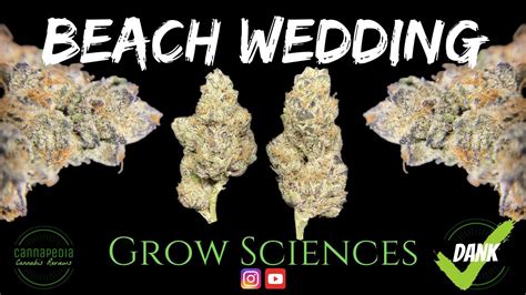 beach wedding strain review grow sciences cannapedia youtube