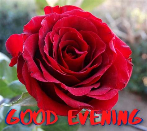 Good Evening Images With Rose Hd Rose Flowers Evening Pics