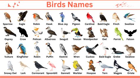 Birds Names In English With Infographics • Englishan
