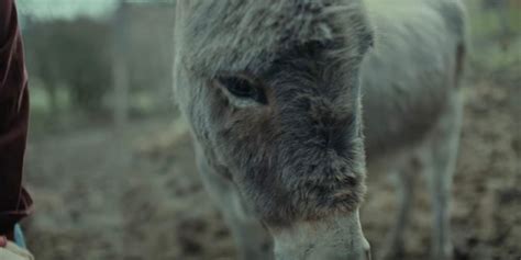 Eo Trailer Showcases Life Through The Eyes Of A Donkey