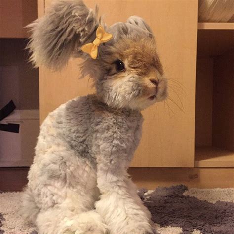 This Is Wally The Rabbit With The Biggest Cutest Ears Ever