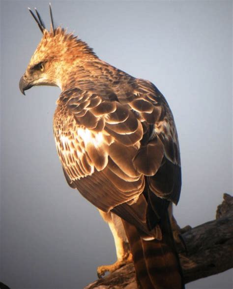 Download now al kitabah inspirasi burung elang transformasi kehidupan. Mengenal Hewan dan Tumbuhan: Nama Ilmiah Elang Jawa