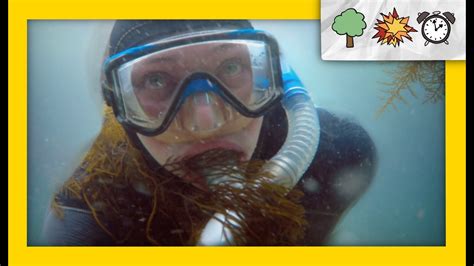 Scuba Diving In An Underwater Forest Kelp Forests Nature Boom Time