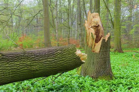 Broken Old English Oak Tree In Spring Hesse Germany Stock Photo