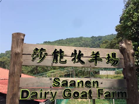 Penang Chronicles Another Trip To The Saanen Dairy Goat Farm