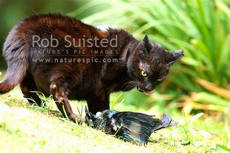 Wild Cat Felis Canis Eating Native Bird Tui Bird Prosthemadera