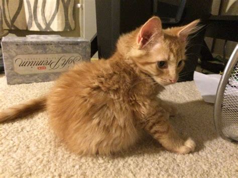 Ginger Kitten For Adoption Anna Blog