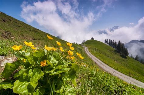 Bright Alpine Flowers On The Meadow In Swiss Alps Stock Image Image
