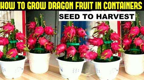 How To Grow Dragon Fruit Full Information