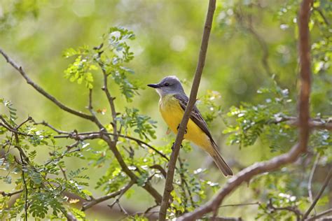 10 Types Of Yellow Breasted Birds To Look Out For Species Guide