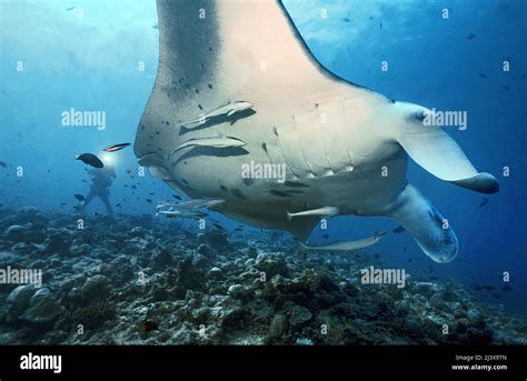 Scuba Diver With Giant Oceanic Manta Ray Or Giant Manta Ray Manta