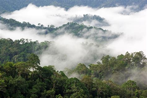 Premium Photo Morning Fog In Dense Tropical Rainforest Kaeng Krachan