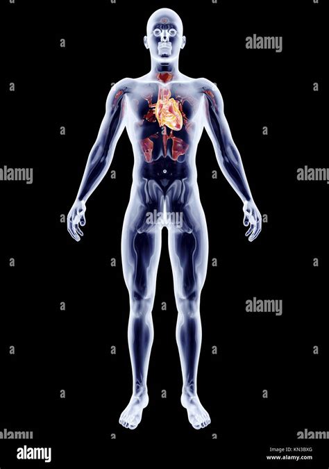 The Human Heart 3d Rendered Anatomical Illustration Stock Photo Alamy