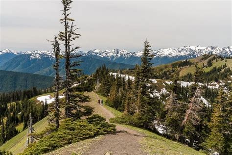 Everything You Need To Know About The Hurricane Ridge Hike The