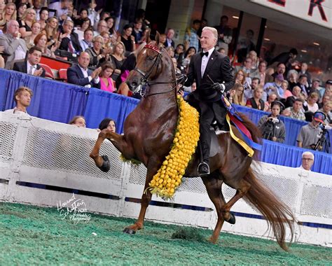 Worlds Championship Horse Show Brings Excitement And Prestige To